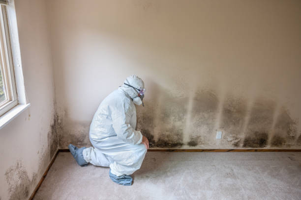 Best Localized Mold Remediation (e.g., coastal areas, humid climates) in Harrodsburg, KY